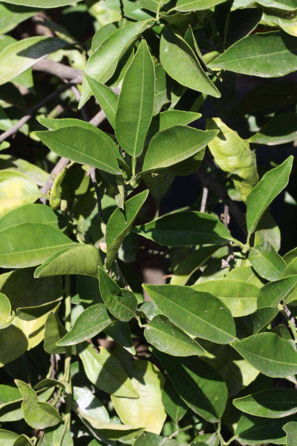              Sun leaves (Riverside, CA)       